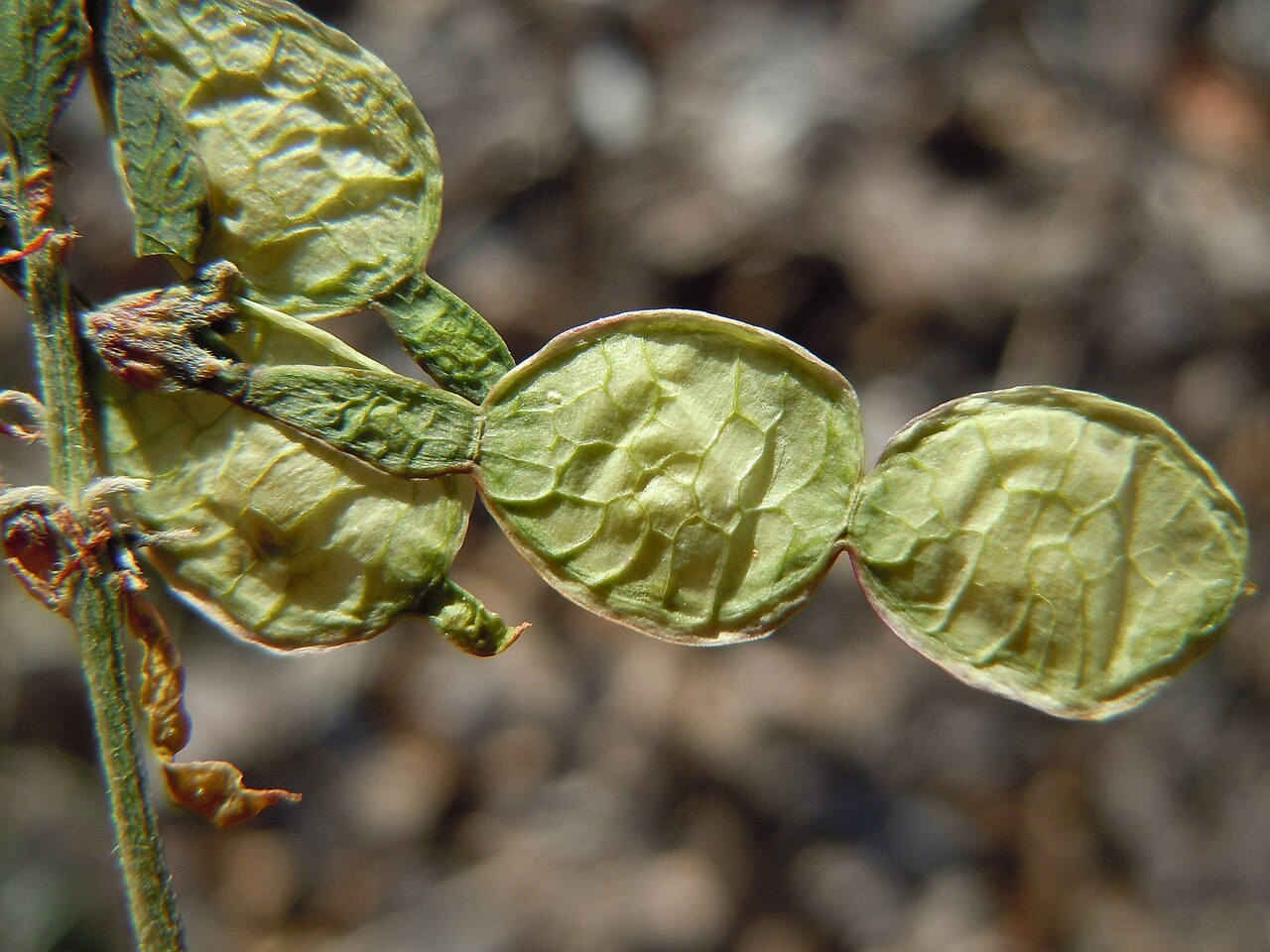 Hedysarum sulphurescens