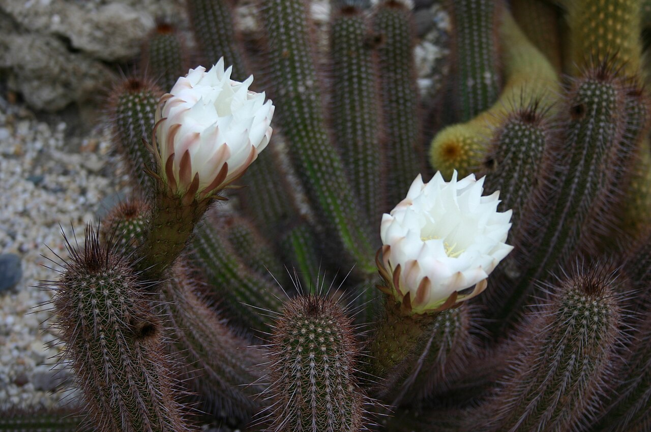 Echinopsis strigosa