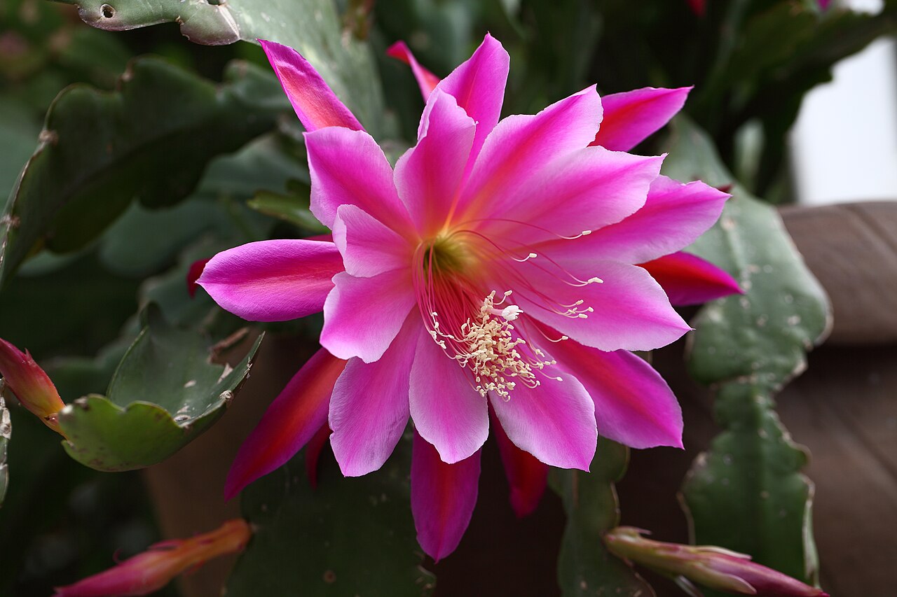 Cereus elegans