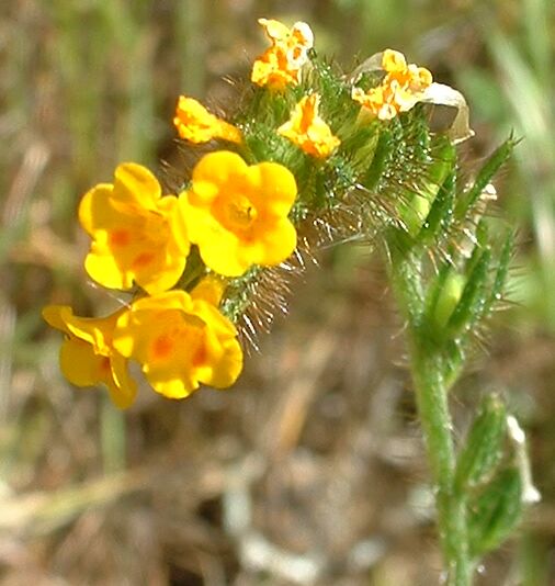 Amsinckia lunaris