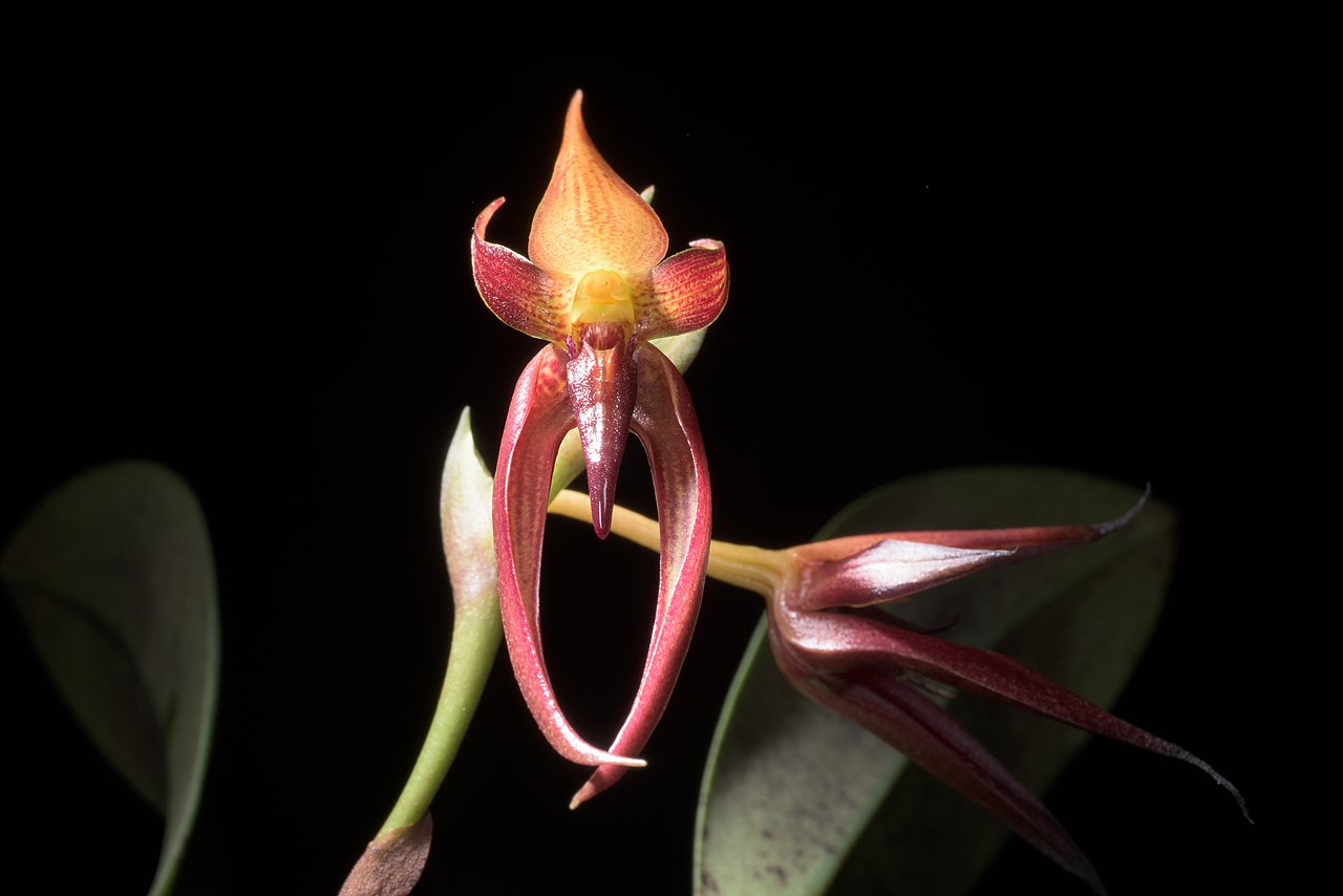 Bulbophyllum basisetum