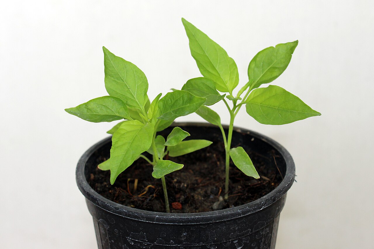 Habanero