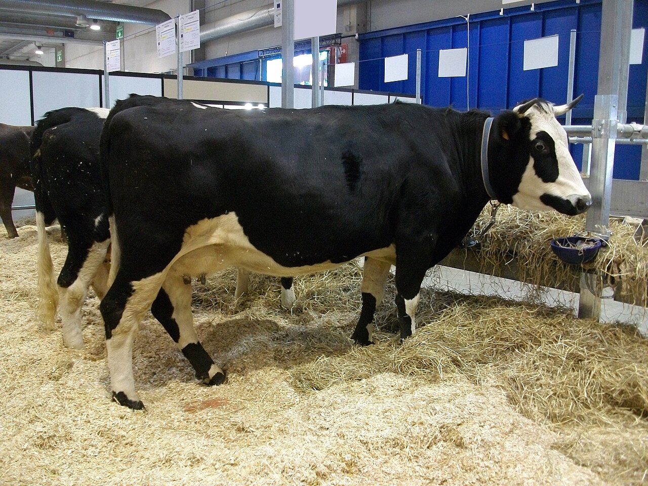 Burlina cow