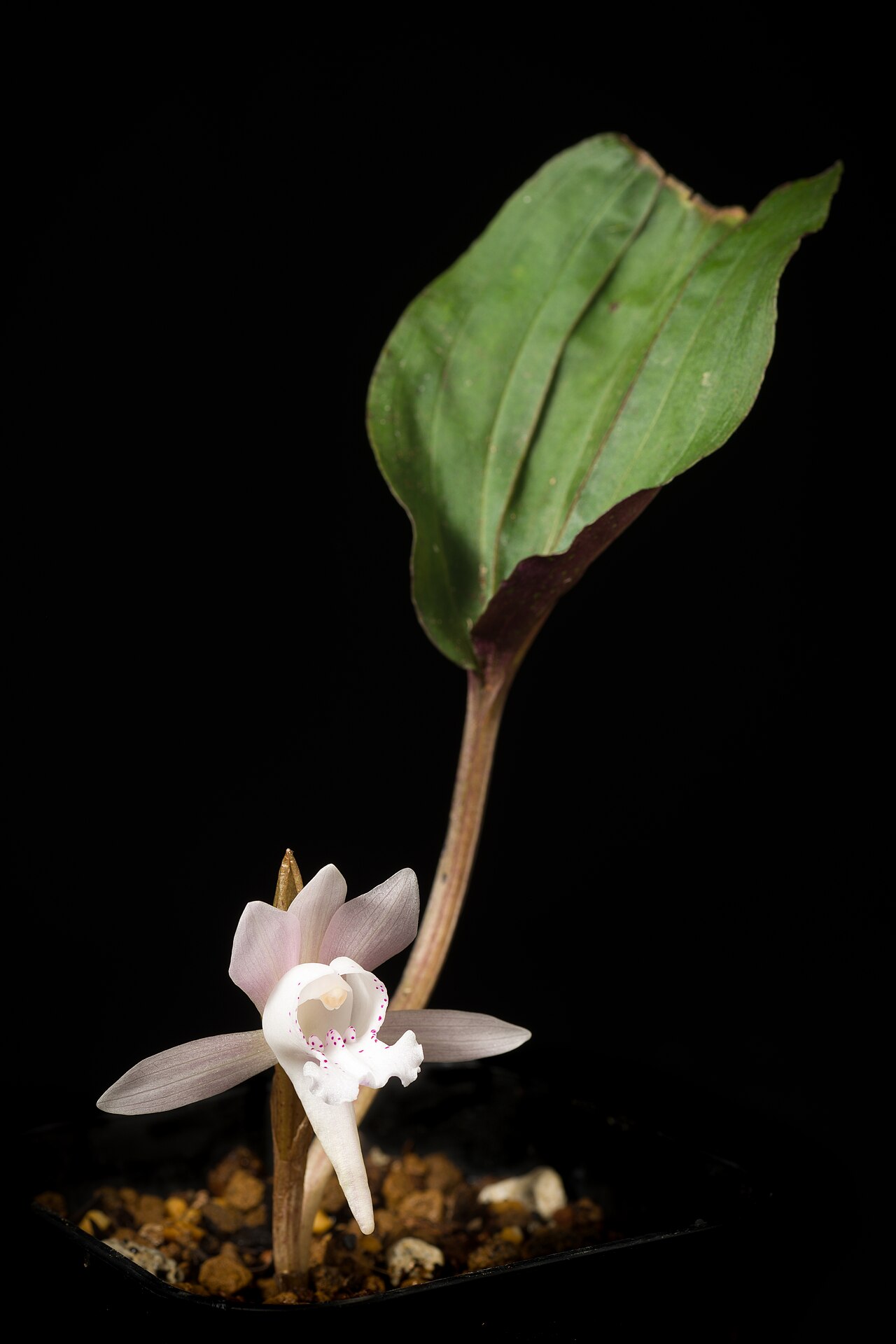 Changnienia amoena