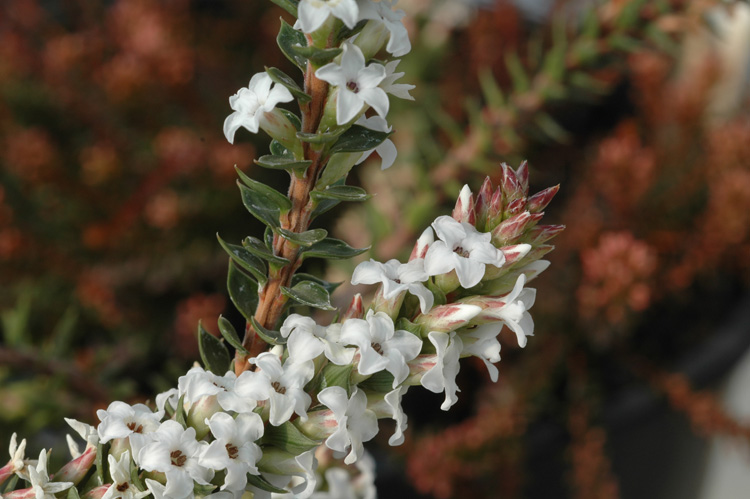 Epacris stuartii