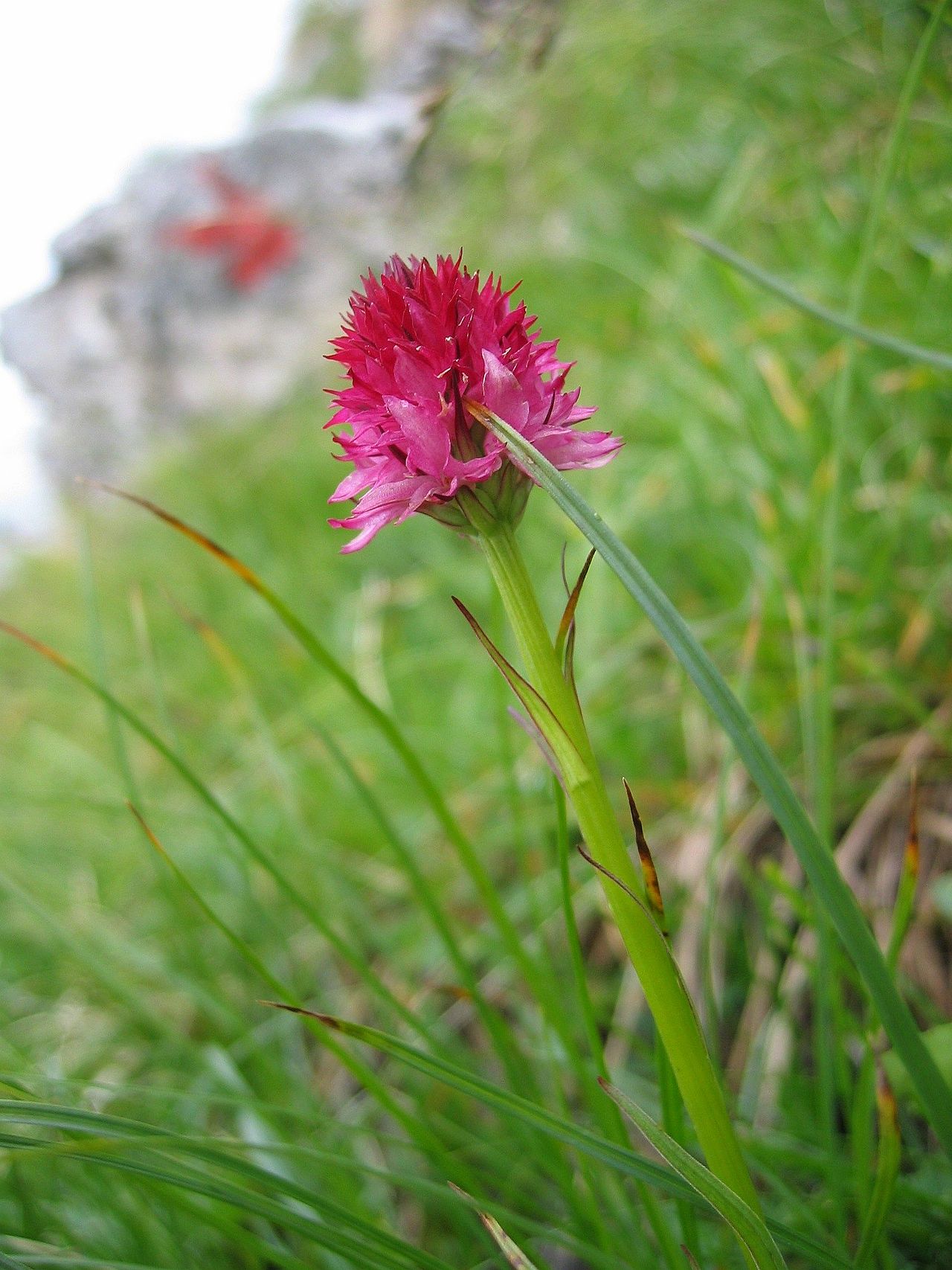 Gymnadenia widderi