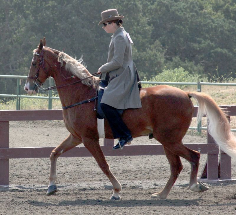 Tennessee Walking Horse