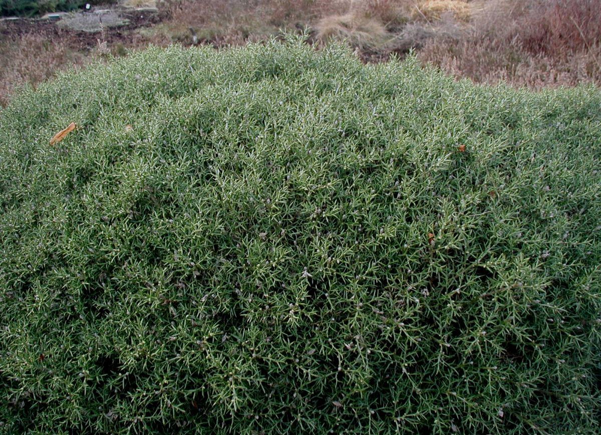 Genista germanica