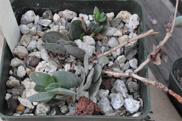 Crassula decidua