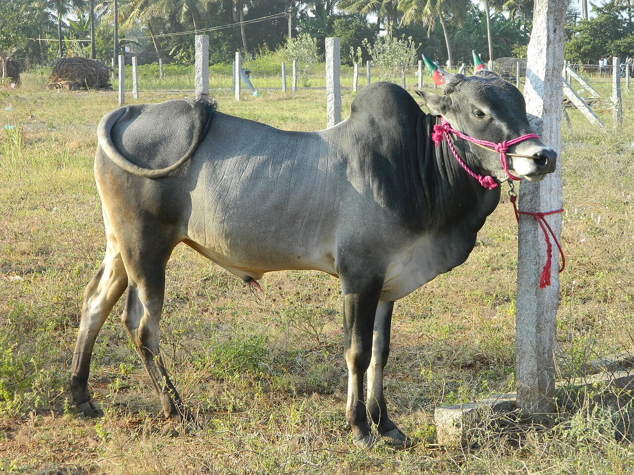 Alambadi