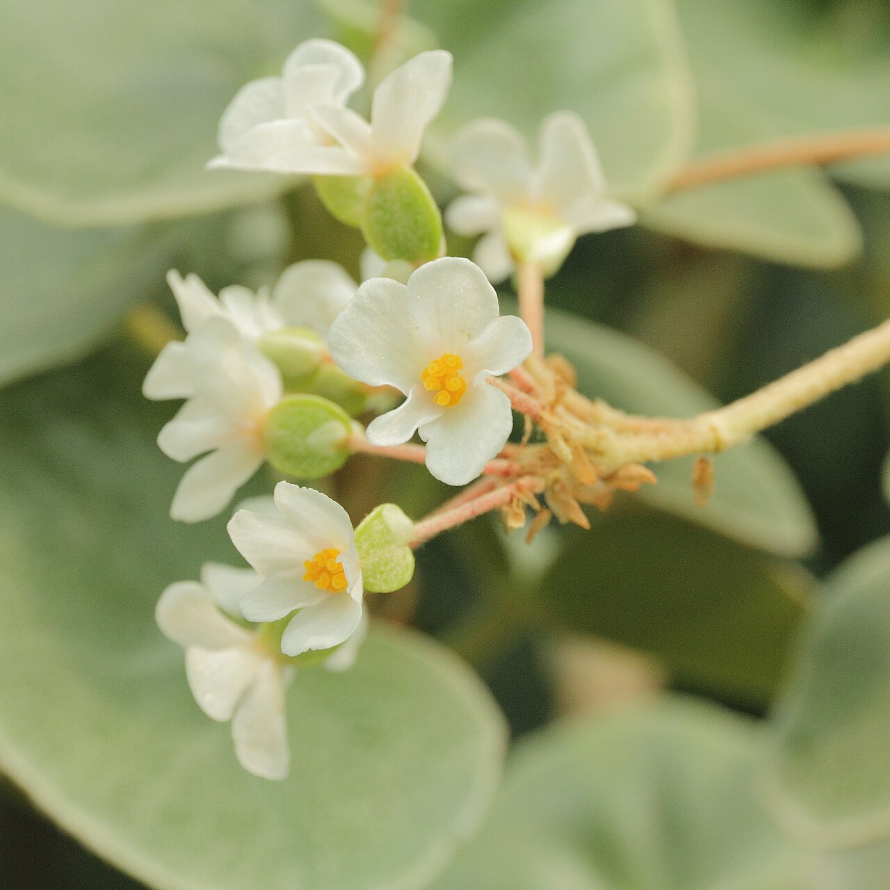 Begonia venosa