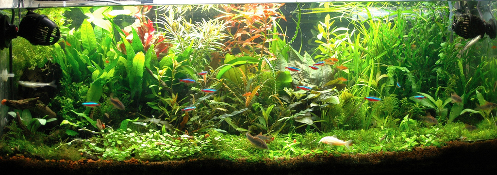 Cryptocoryne minima