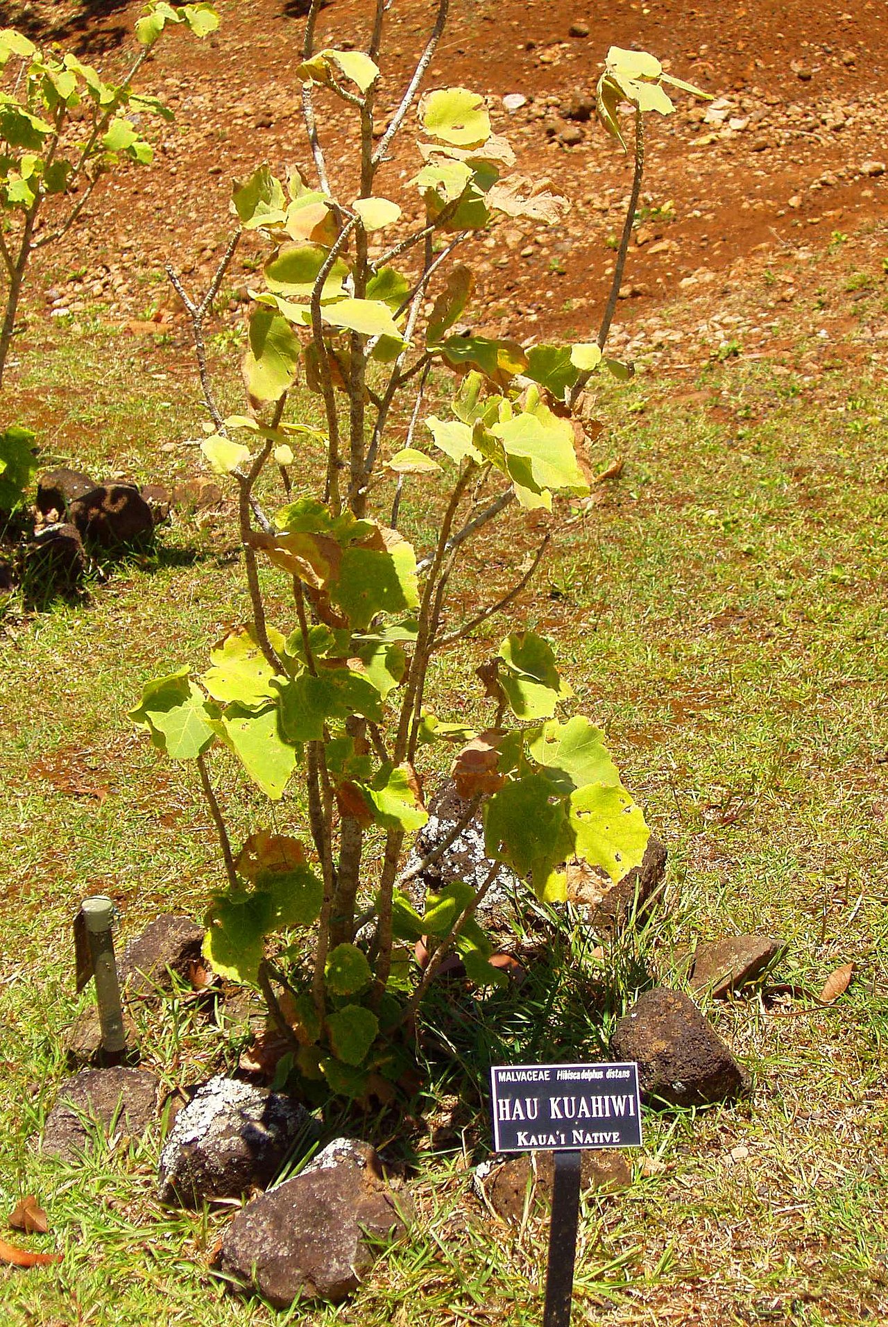 Hibiscadelphus distans