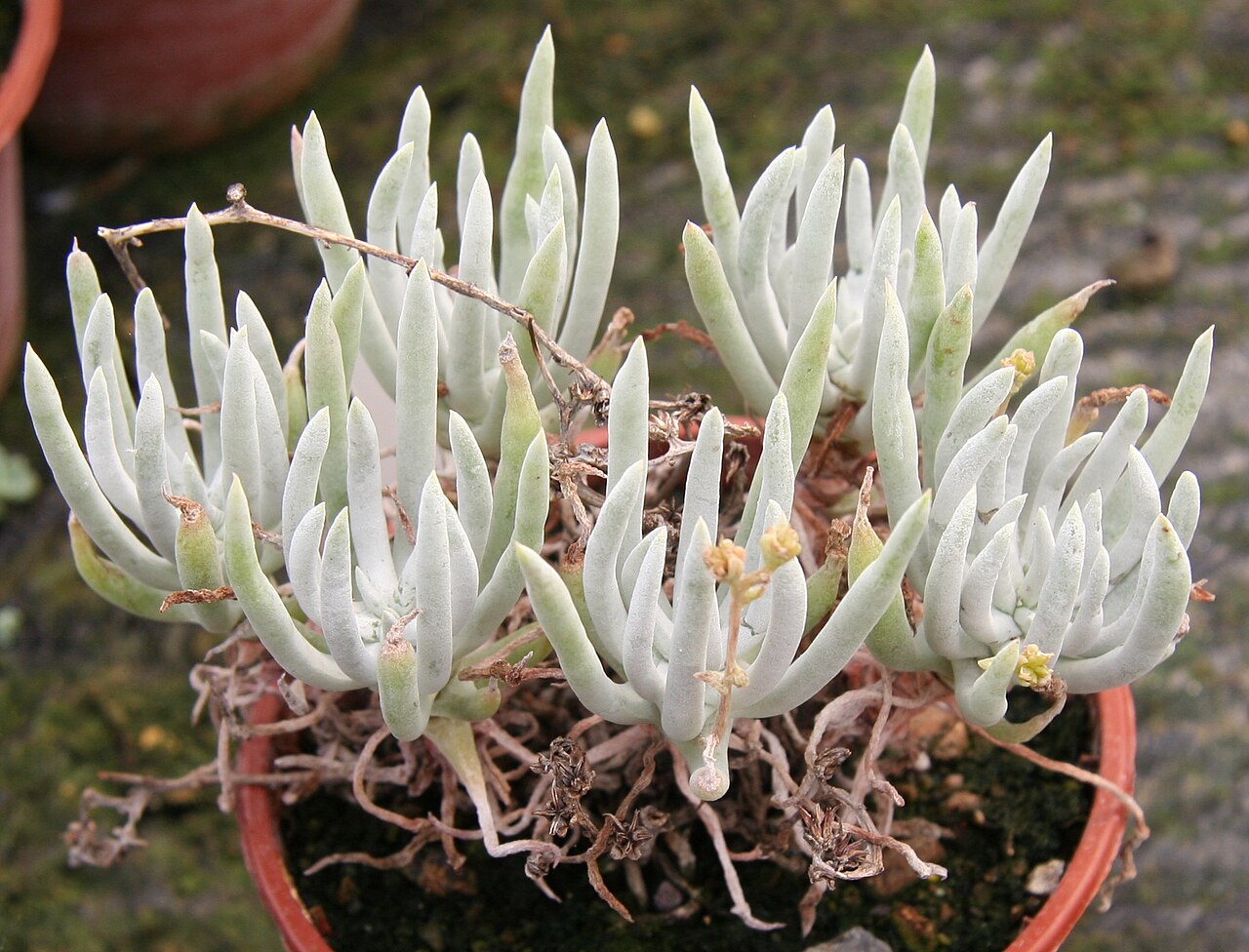 Dudleya attenuata