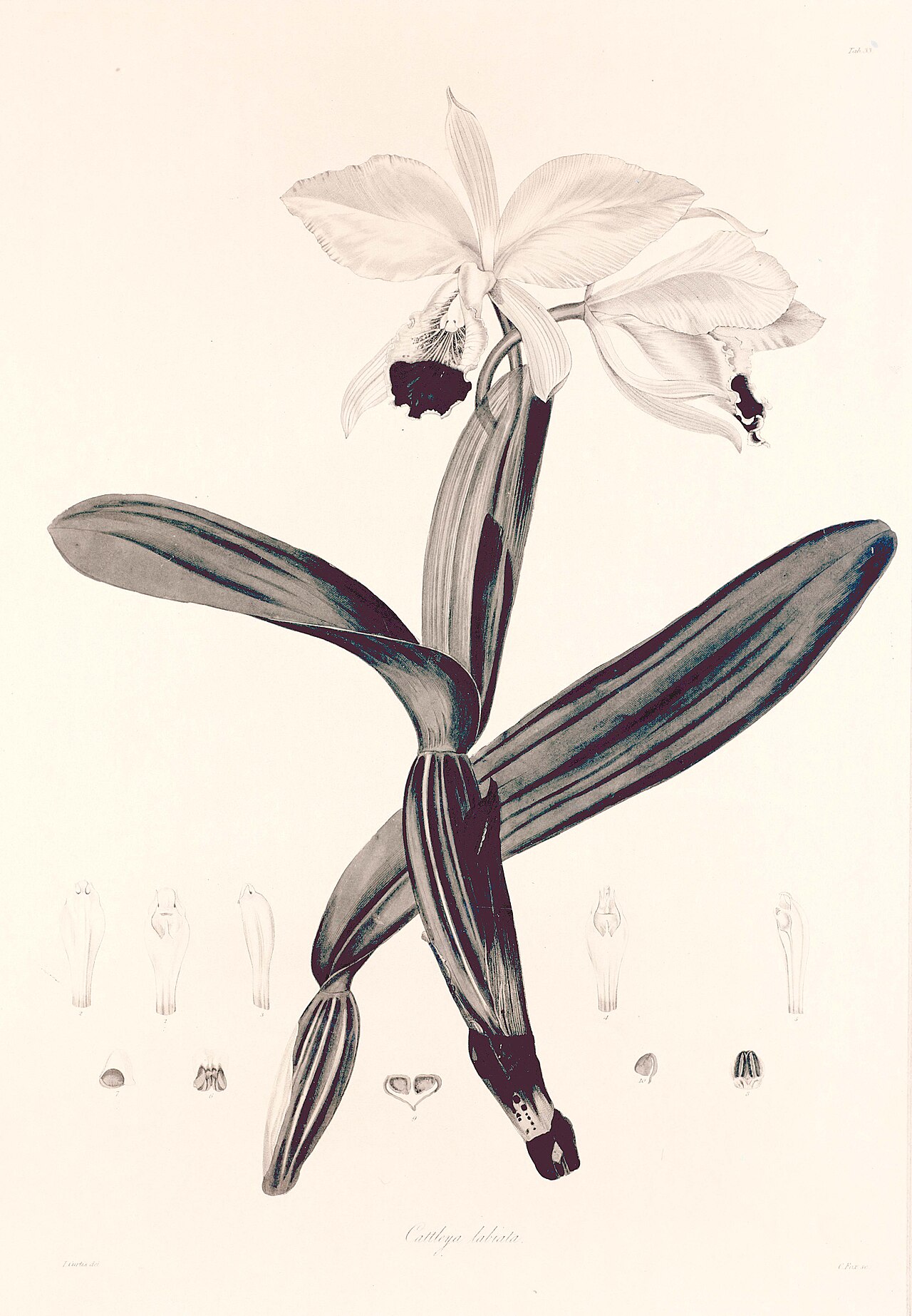 Crimson cattleya or ruby-lipped cattleya