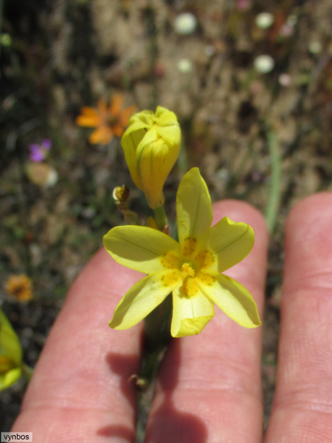 Moraea flavescens