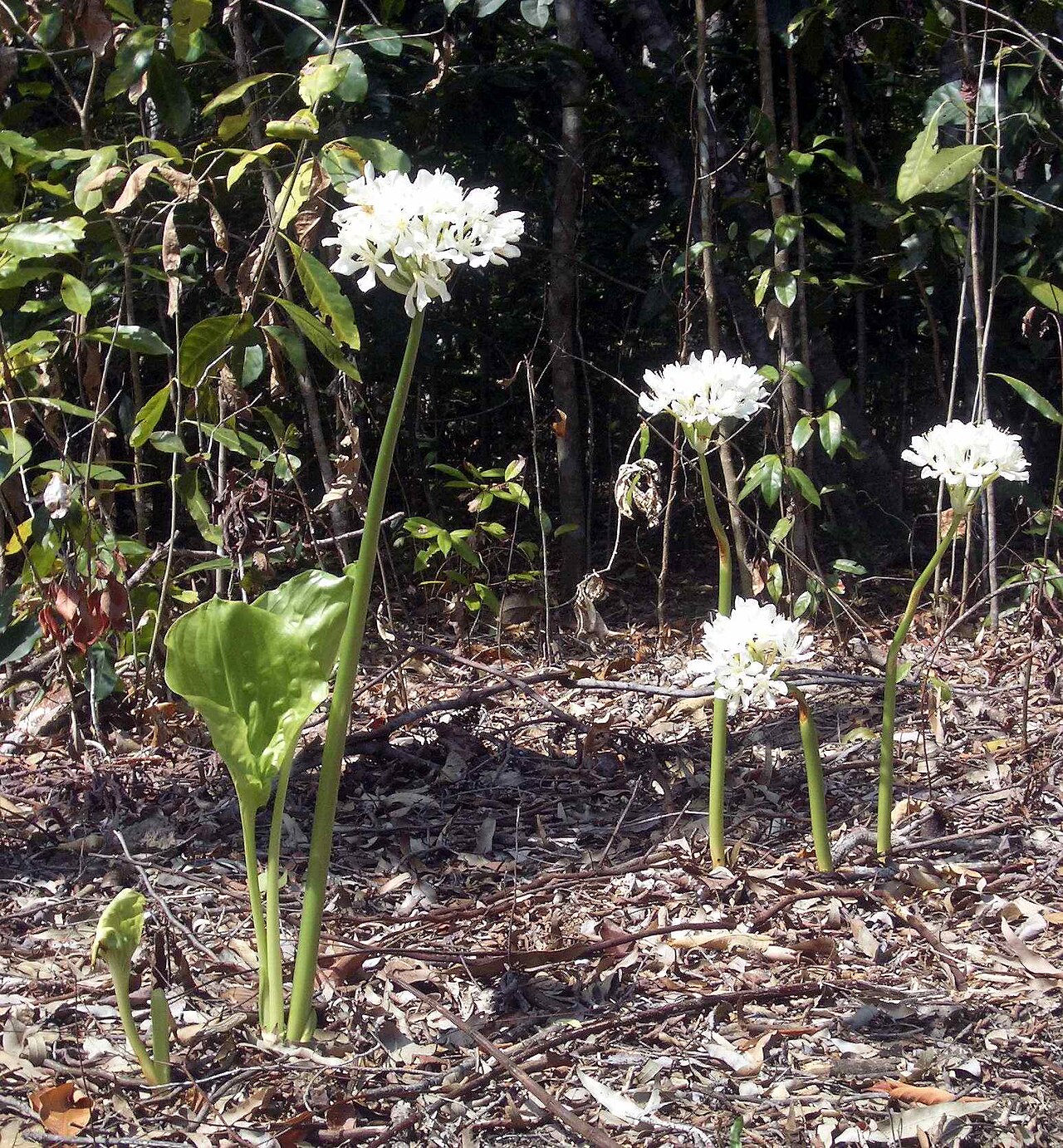 Proiphys amboinensis