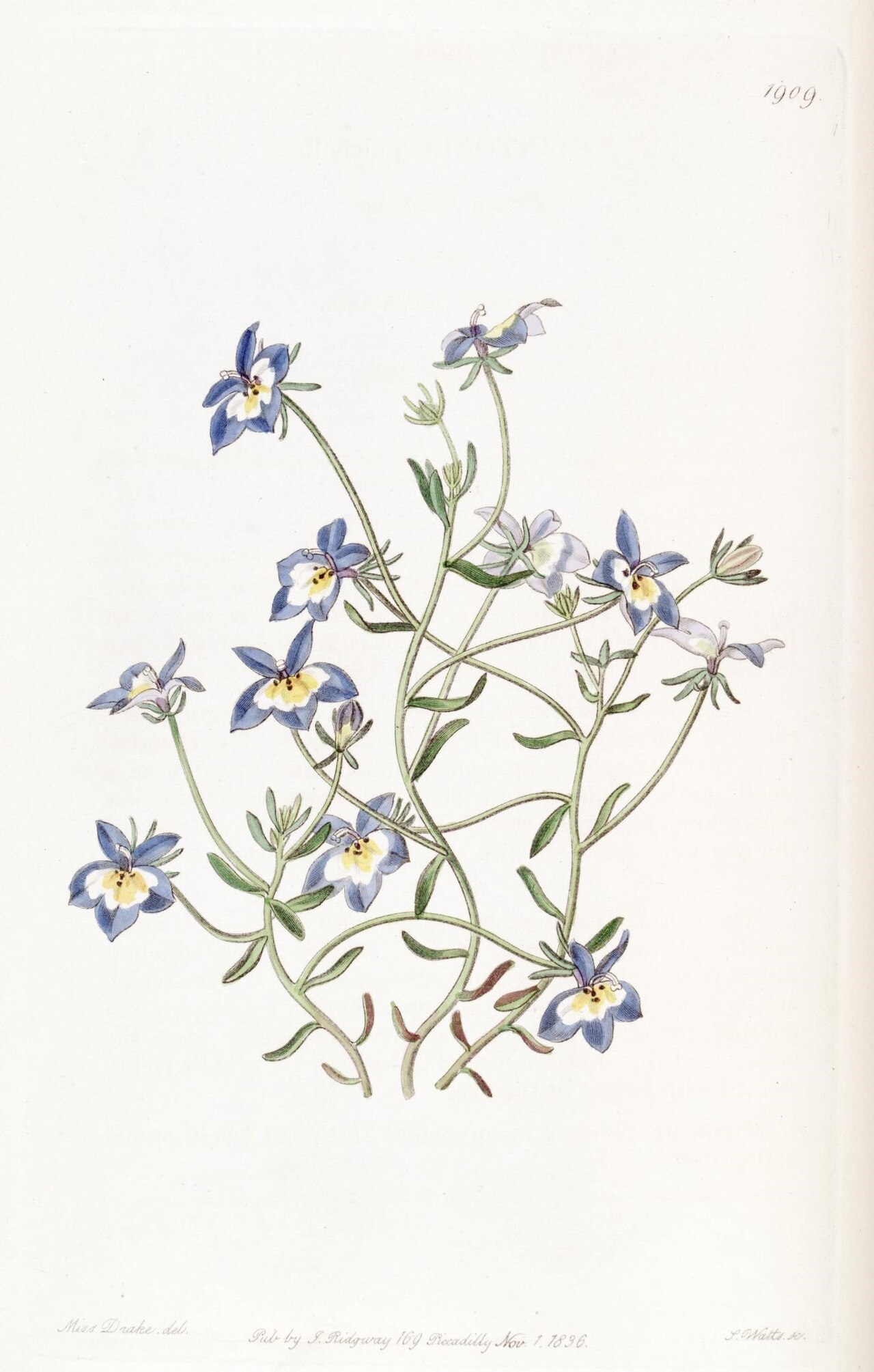 Downingia pulchella