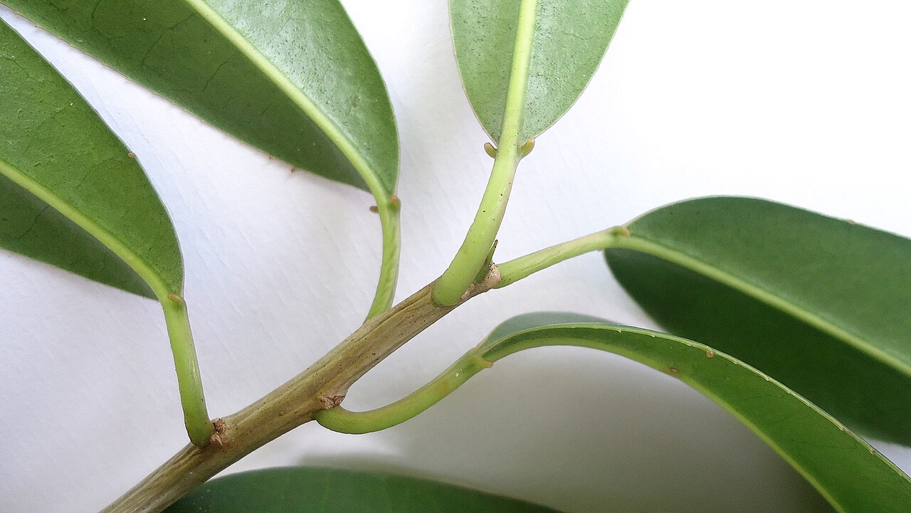 Sapium glandulosum