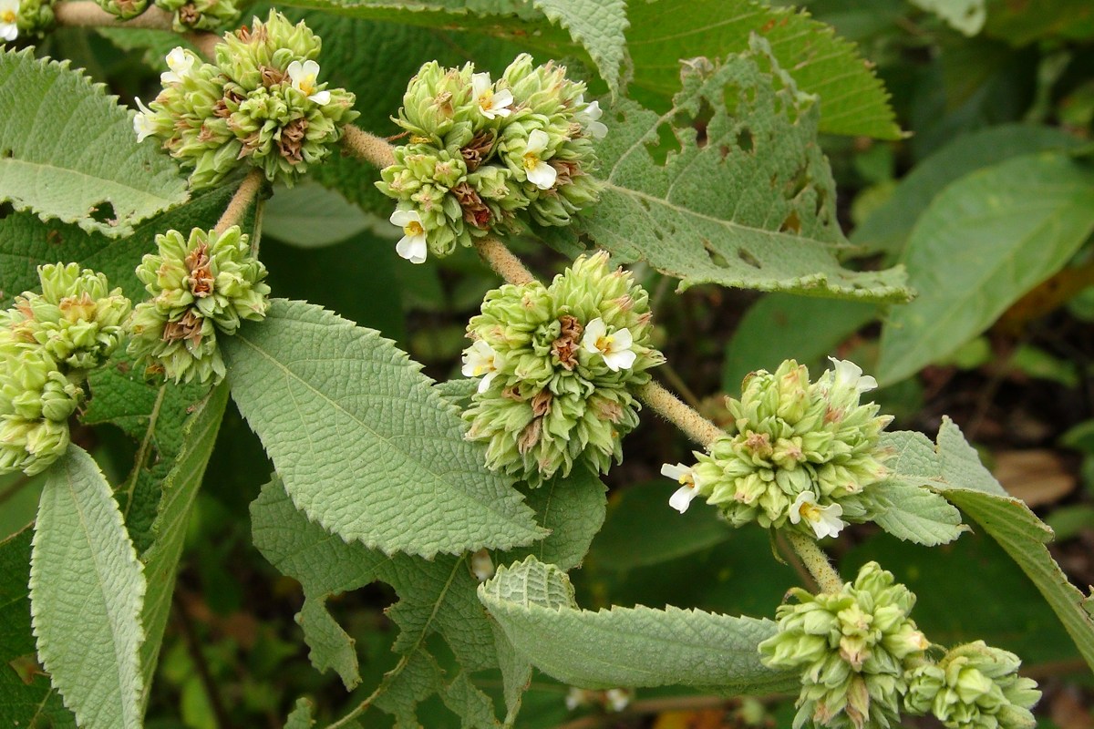 Waltheria glomerata
