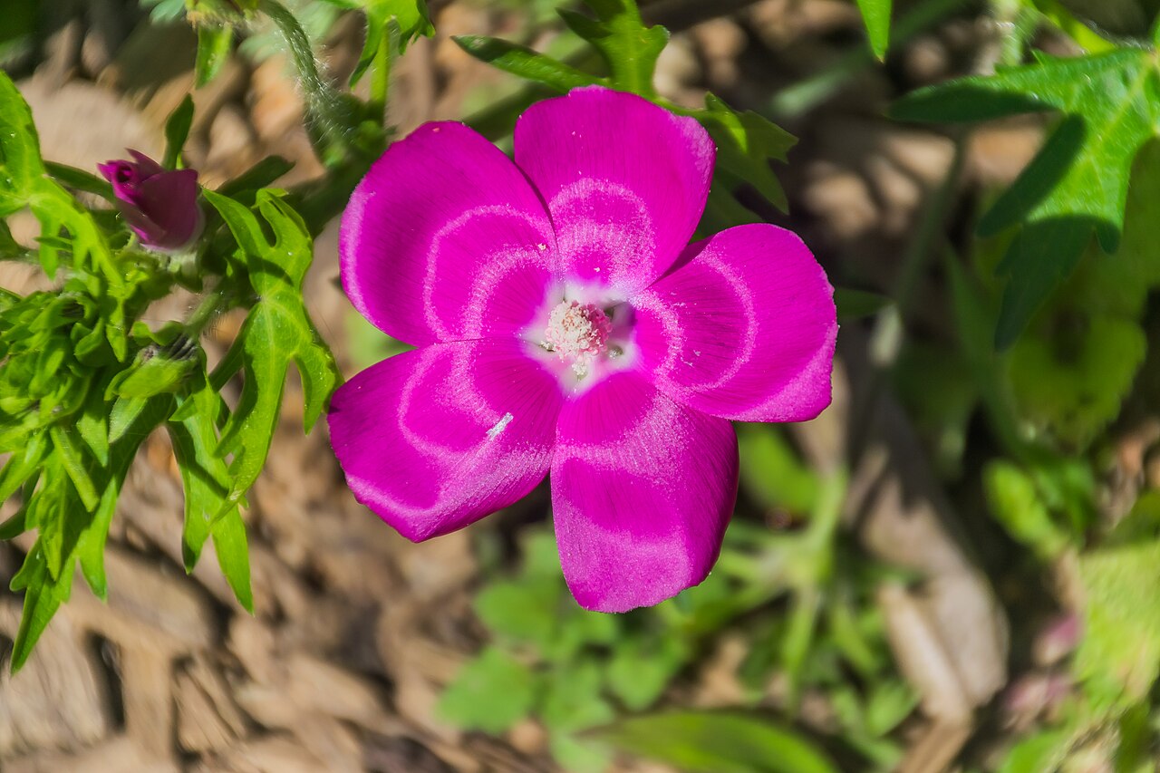 Callirhoe involucrata