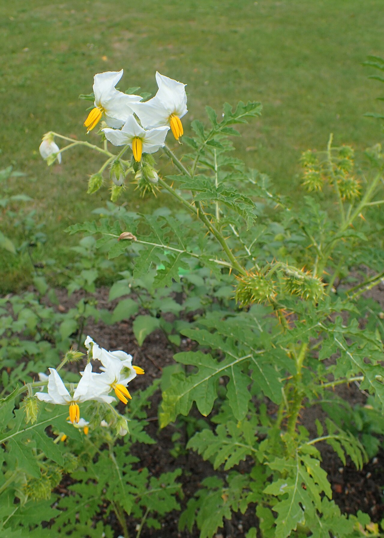Solanum sisymbriifolium