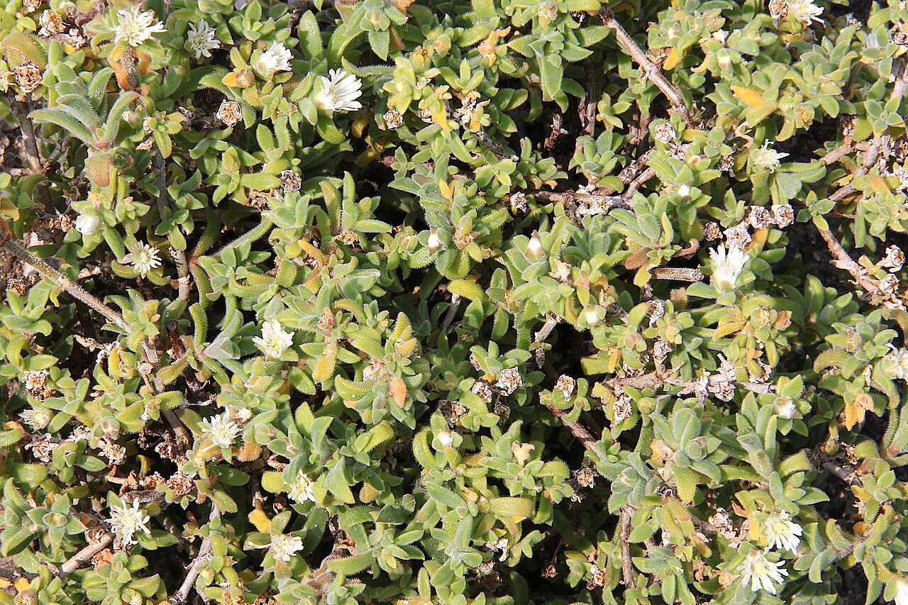 Delosperma ecklonis