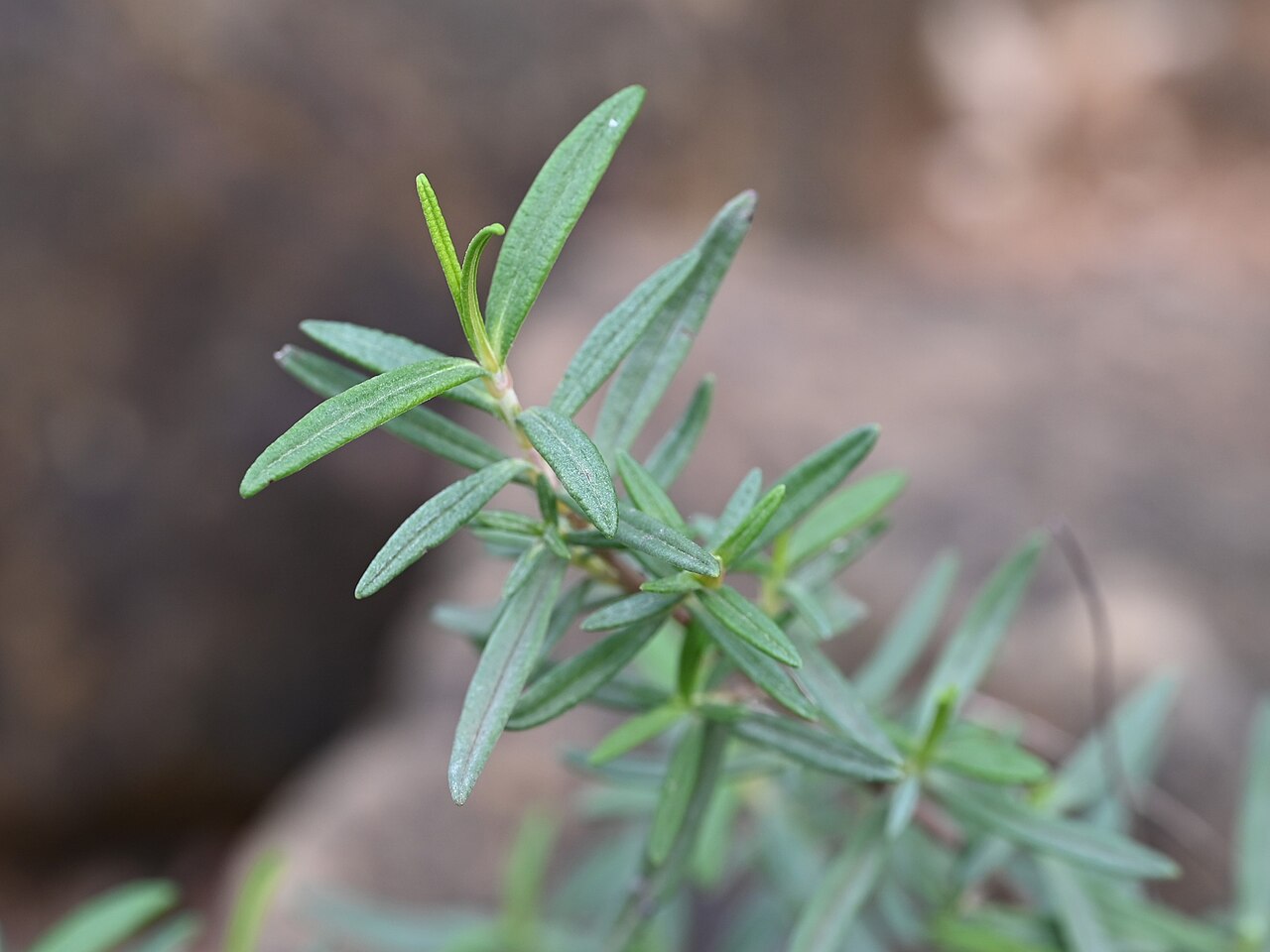 Cistus libanotis