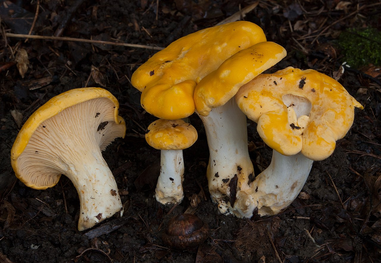 Cantharellus phasmatis