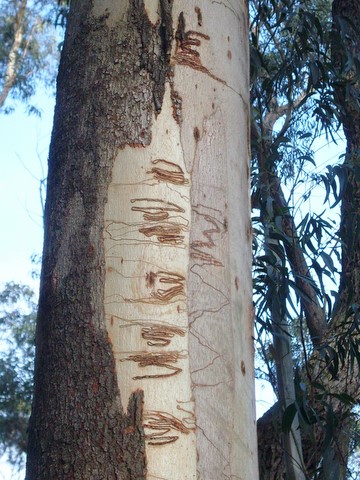 White ash or white mountain ash