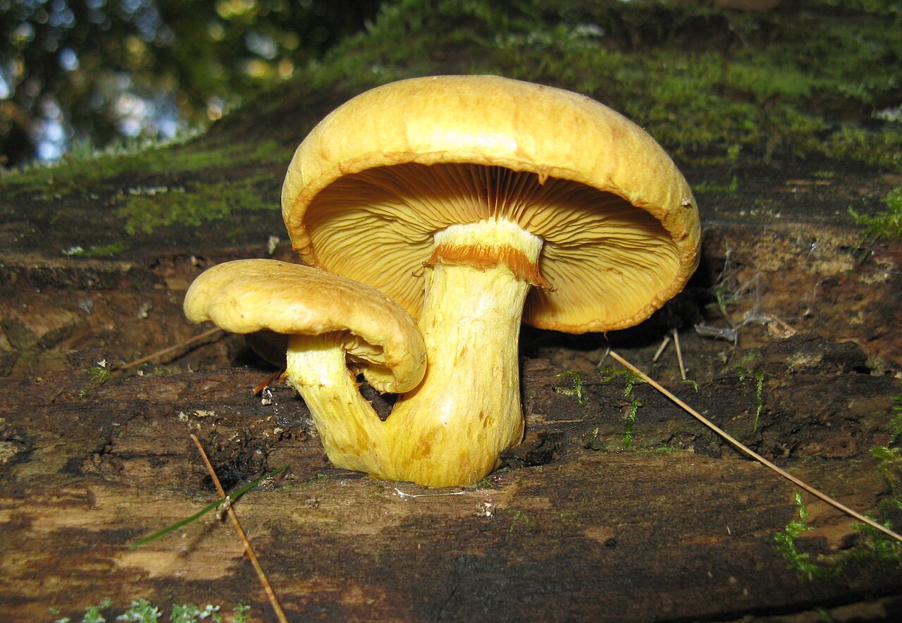 Yellow gymnopilus