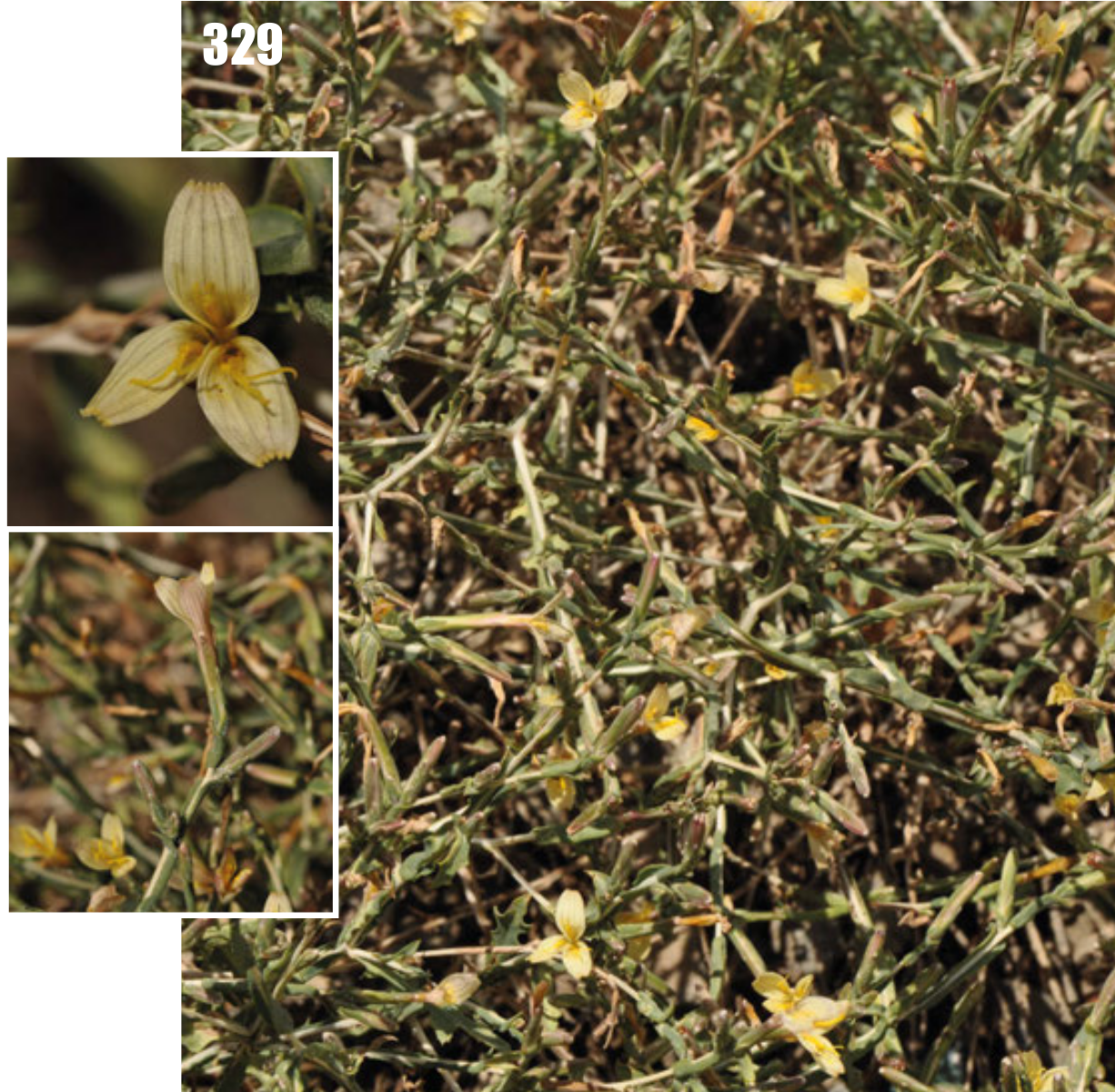 Lactuca orientalis