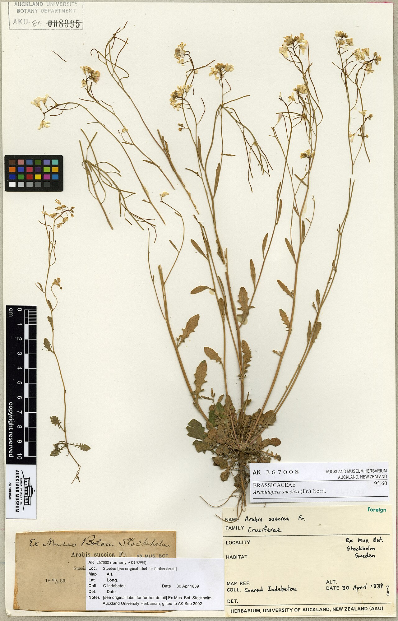Arabidopsis suecica