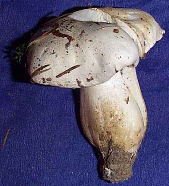 Entoloma sinuatum