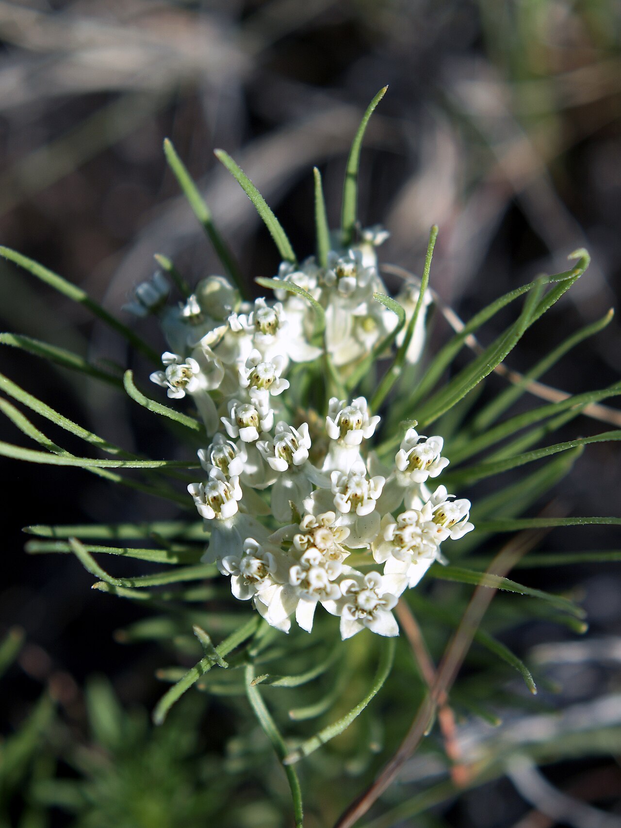 Asclepias pumila