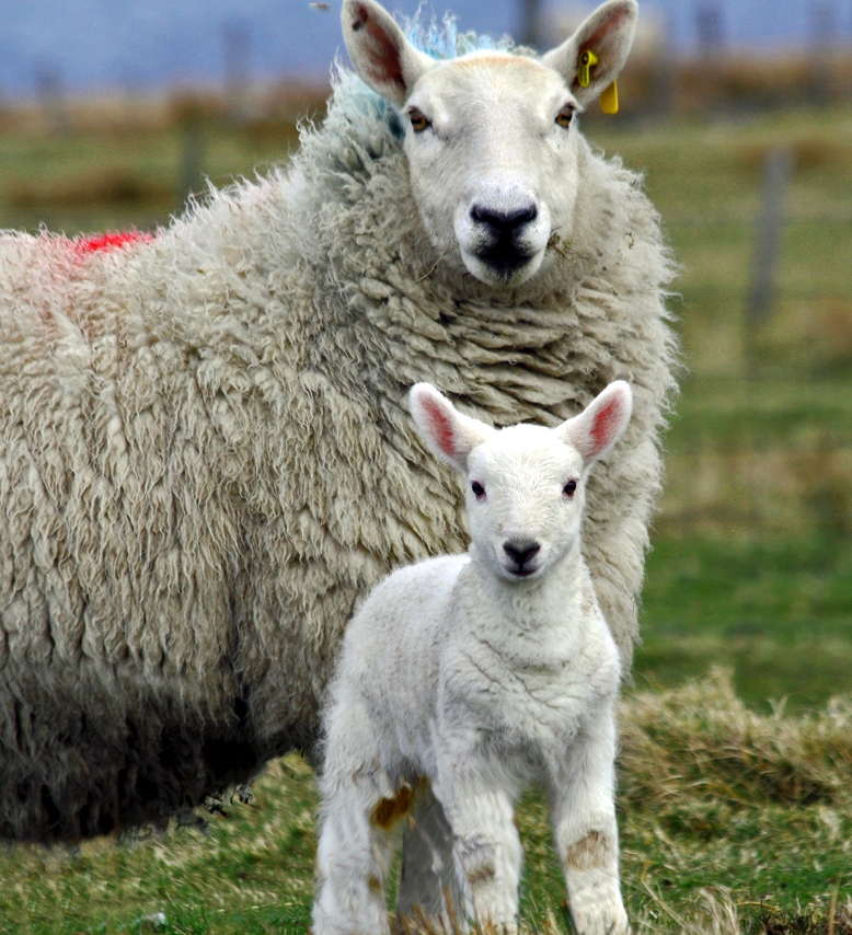 Cheviot sheep