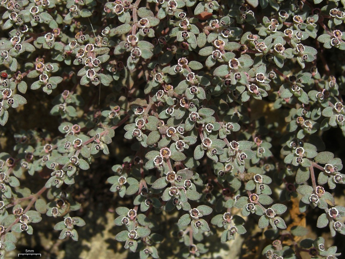 Euphorbia melanadenia