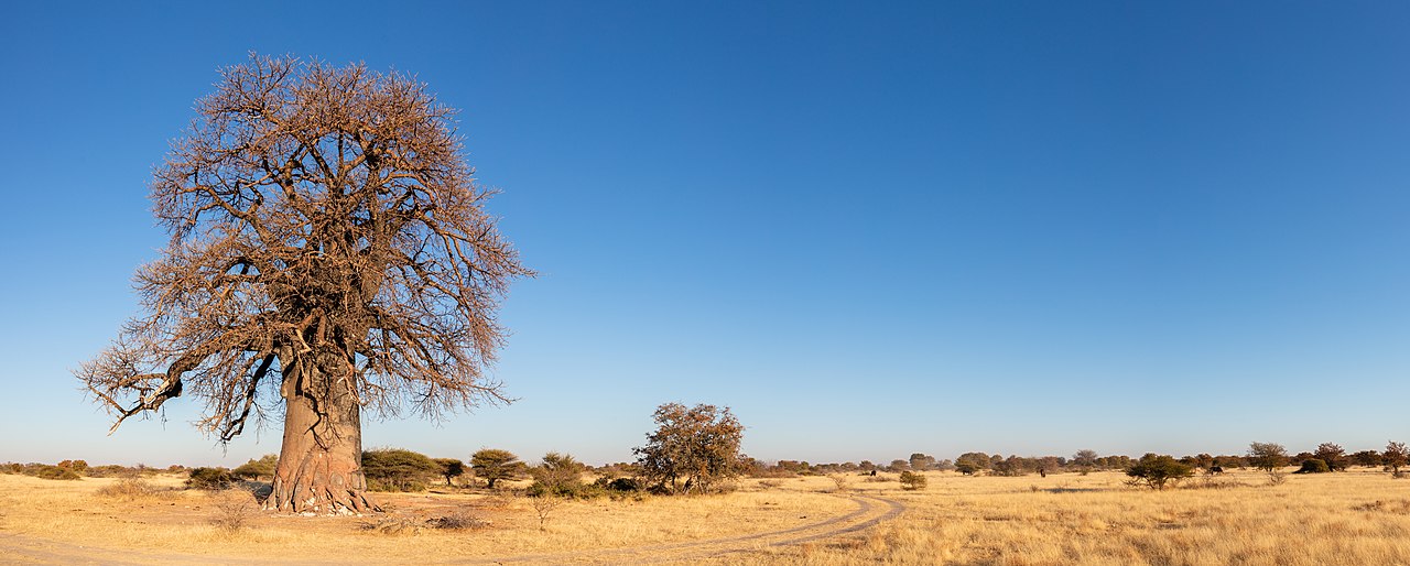 Adansonia za