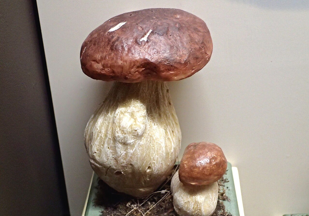 Boletus edulis
