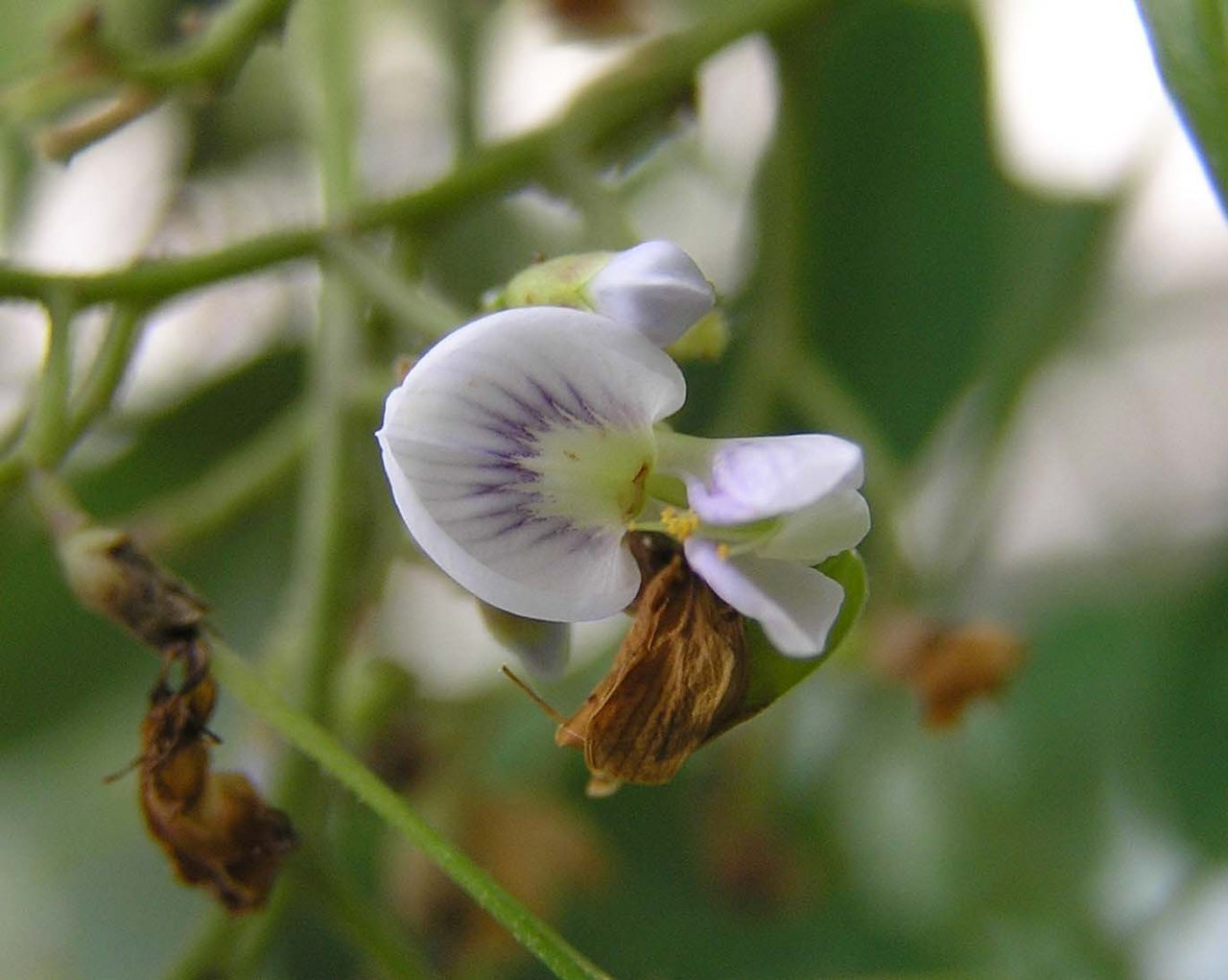 Dalbergia balansae