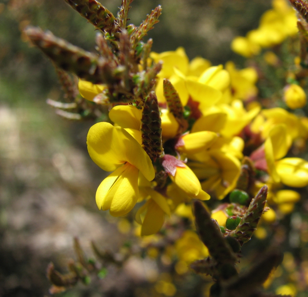 Leafy bossiaea