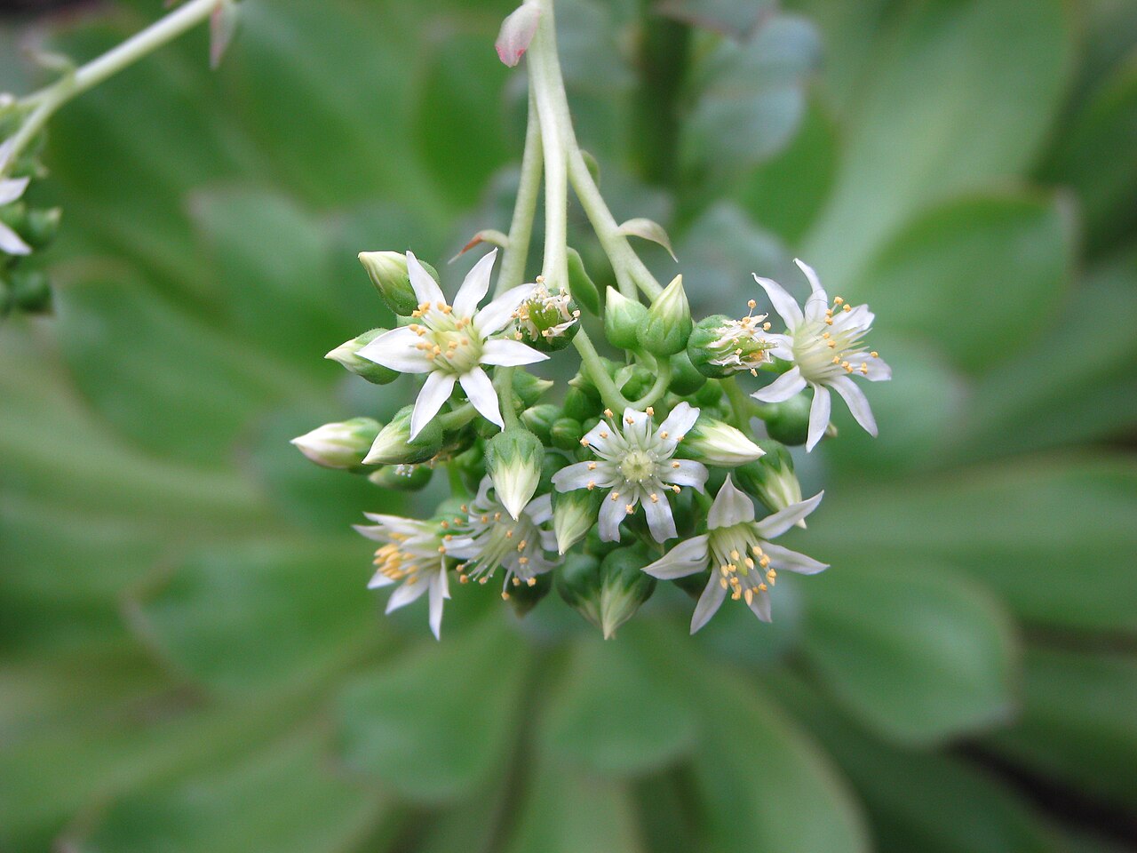 Aeonium canariense
