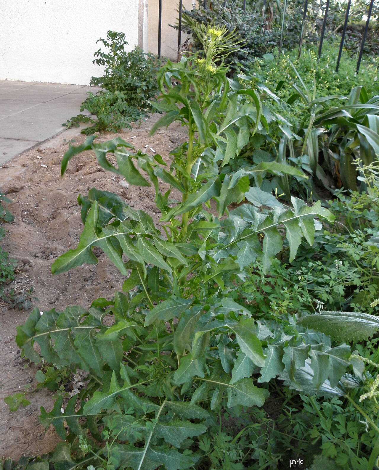 Sisymbrium irio