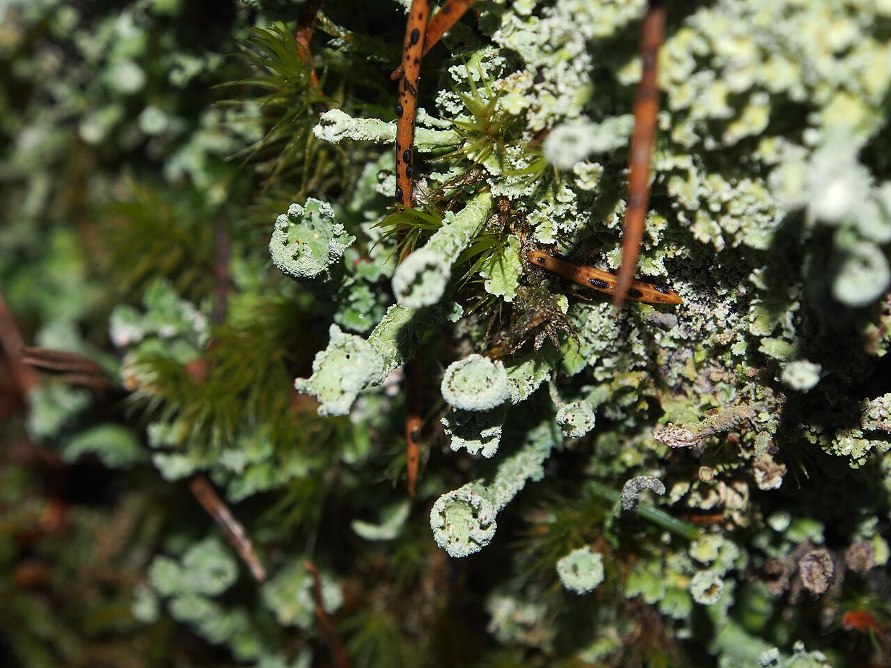 Finger cup lichen