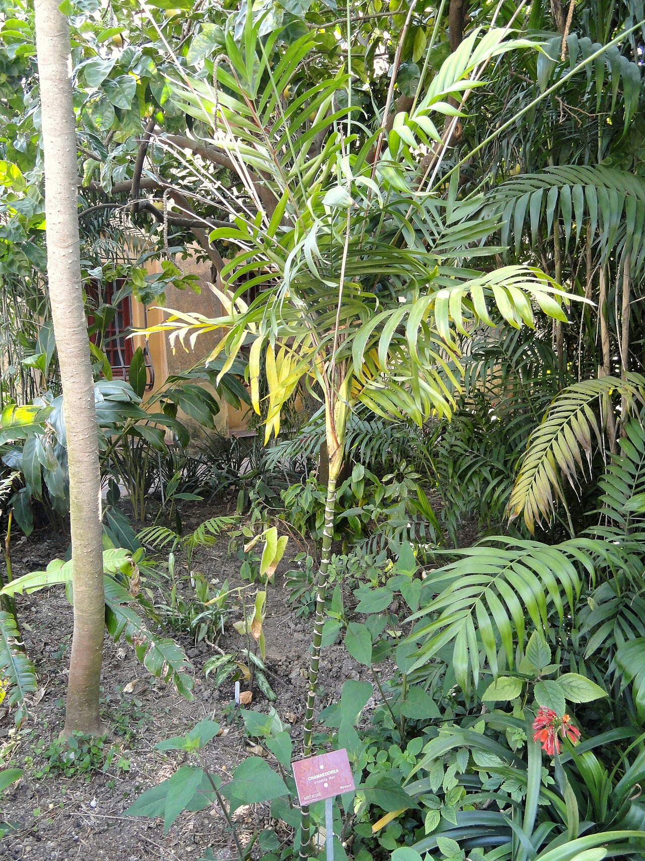 Chamaedorea oreophila