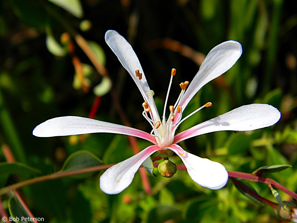 Tarflower