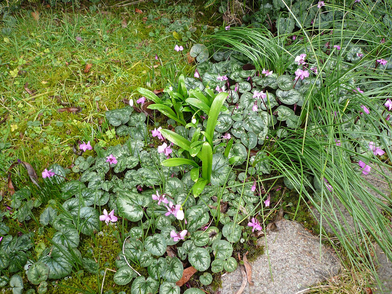 Galanthus woronowii