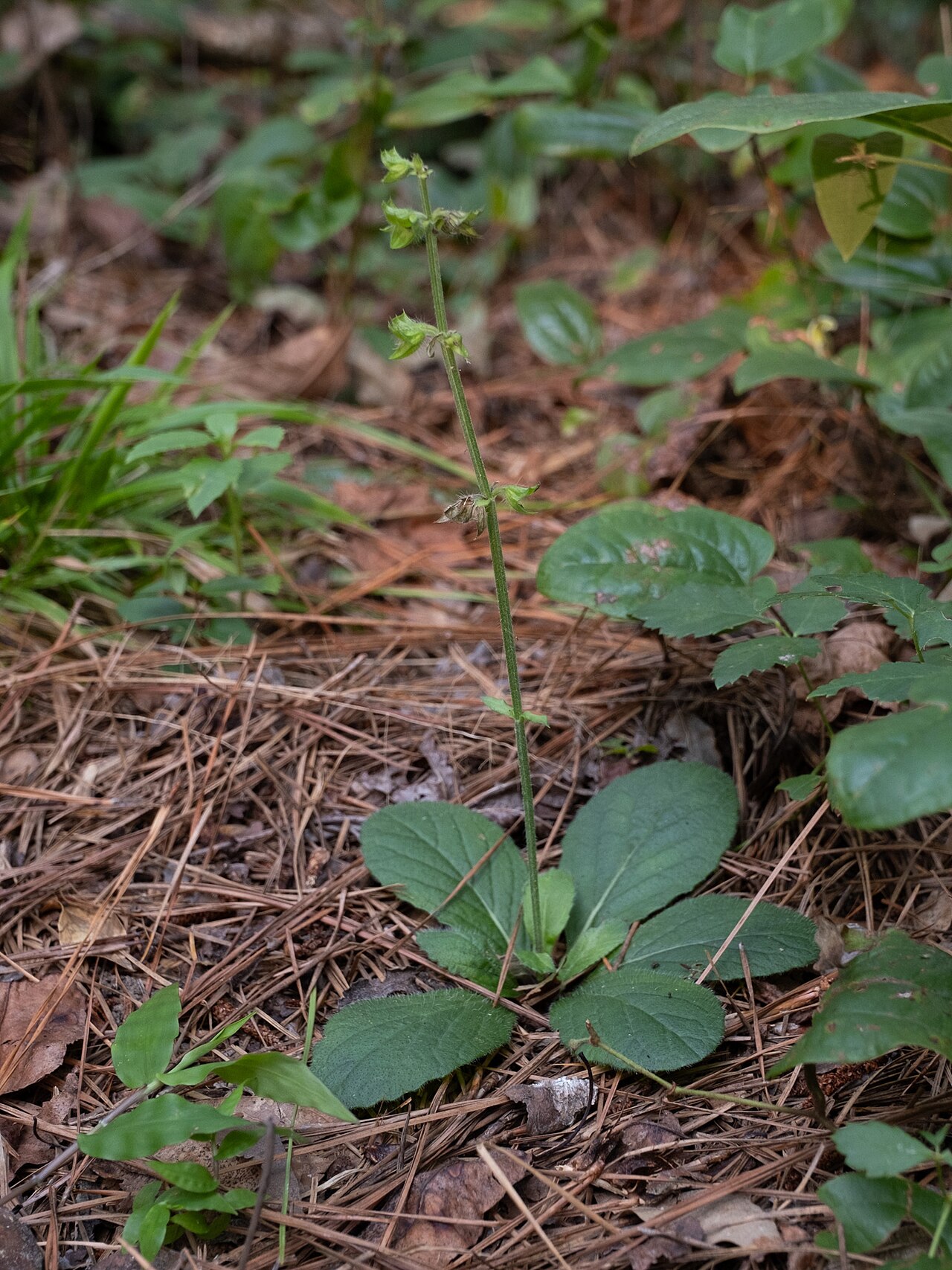 Salvia lyrata