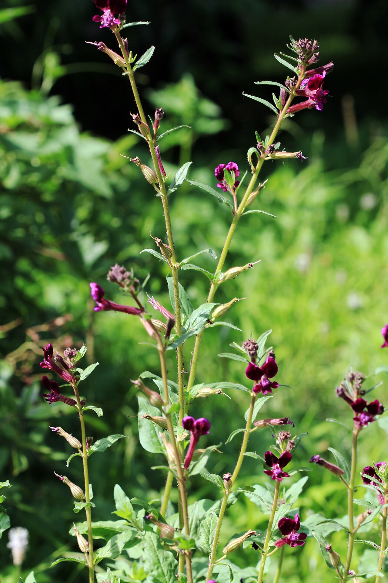 Cuphea lanceolata