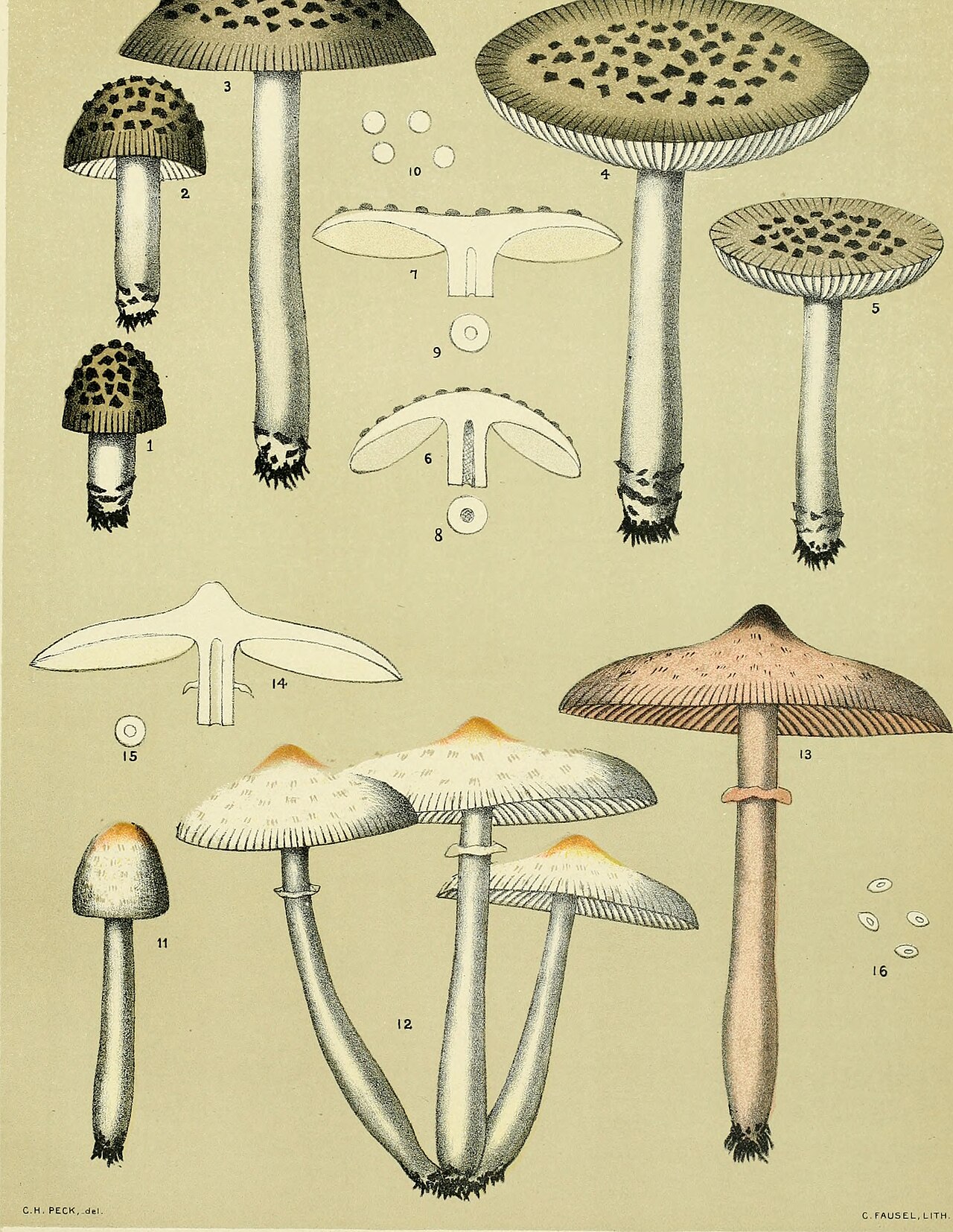 Leucoagaricus americanus